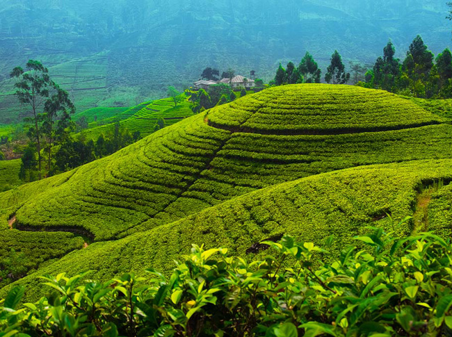 Tea plantation regions